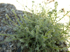 Cryptantha microstachys
