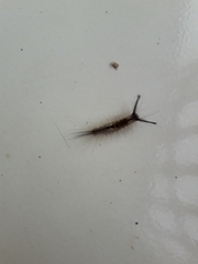 Dasychira chekiangensis