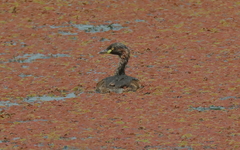 Tachybaptus novaehollandiae