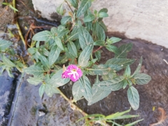 Oenothera rosea