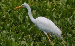 Ardea intermedia