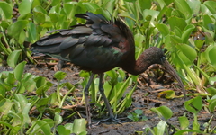 Plegadis falcinellus