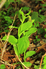 Cypripedium