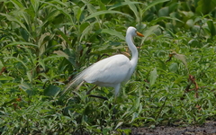 Ardea intermedia