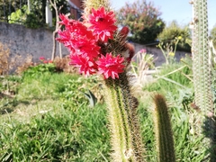 Cleistocactus