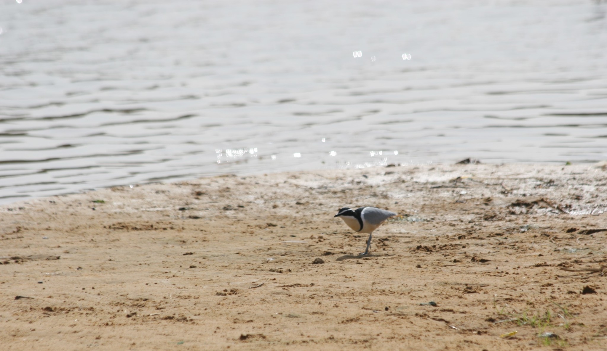 Egyptian Plover illustration