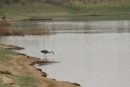 Grey Heron