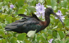 Plegadis falcinellus