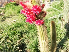 Cleistocactus