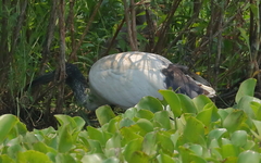 Threskiornis molucca
