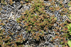 Selaginella sibirica