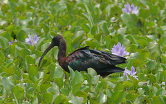 Plegadis falcinellus