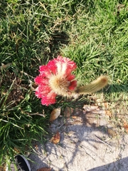 Cleistocactus