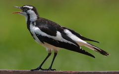 Grallina cyanoleuca