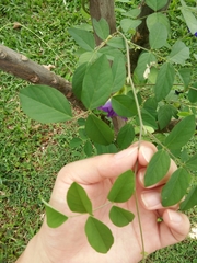 Clitoria ternatea