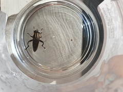 Orthoprosopa bilineata