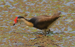 Irediparra gallinacea