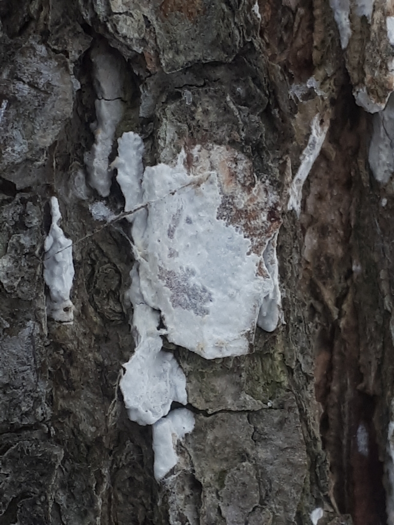 Dendrothele alliacea