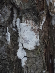 Dendrothele alliacea