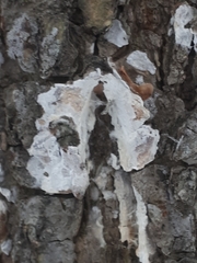 Dendrothele alliacea