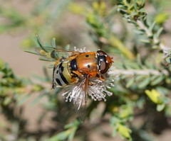 Austalis pulchella