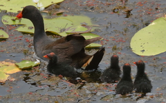 Gallinula tenebrosa