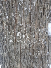 Dendrothele alliacea