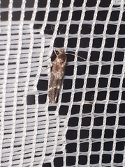 Mompha sturnipennella