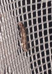 Mompha sturnipennella