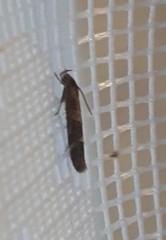 Mompha sturnipennella