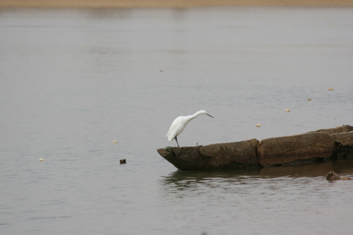 Little Egret