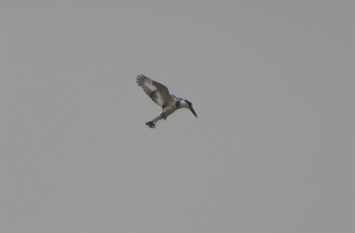 Pied Kingfisher