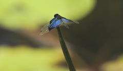 Rhyothemis resplendens