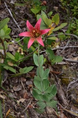 Lilium bolanderi