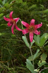 Lilium bolanderi