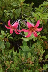 Lilium bolanderi