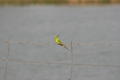 african green bee-eater (Merops viridissimus)