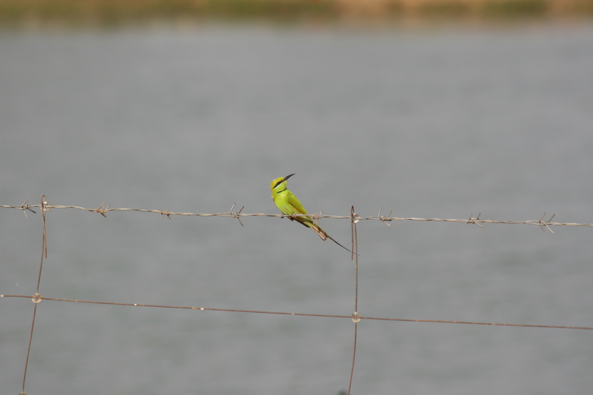 African Green Bee-eater illustration