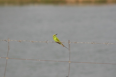 Merops viridissimus