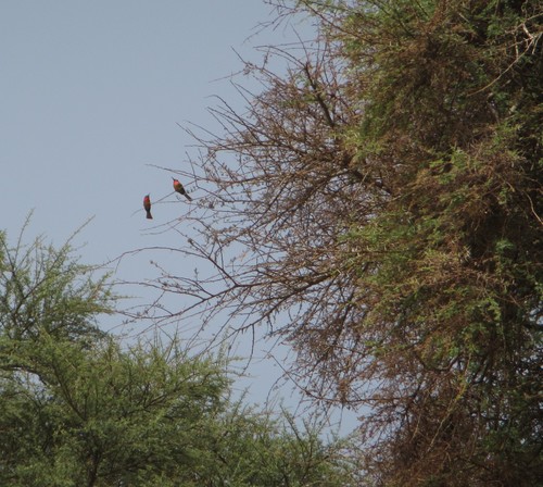 Red-throated Bee-eater