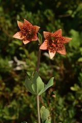 Lilium bolanderi