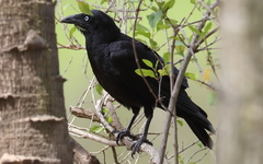 Corvus orru