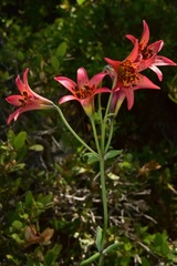 Lilium bolanderi