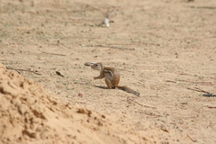 Euxerus erythropus