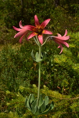Lilium bolanderi