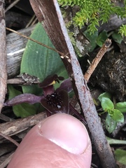 Chiloglottis grammata