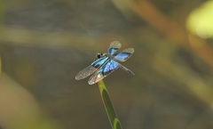 Rhyothemis resplendens