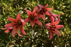 Lilium bolanderi