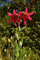 Lilium bolanderi
