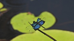 Rhyothemis resplendens